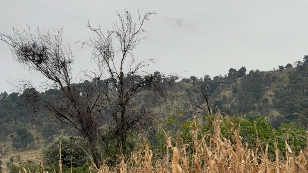 Alistan faena comunitaria para árboles sembrados por exbasurero de Cholula