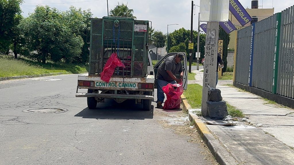Levantan ocho cadáveres de animales de bulevar Olmeca en San Pedro Cholula