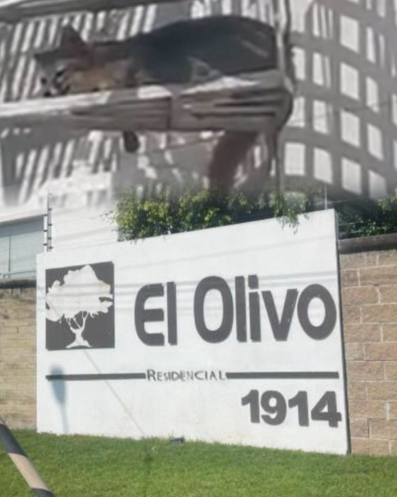 Difunden video de un zorro en un fraccionamiento de San Andrés Cholula; aseguran que su tenencia es legal