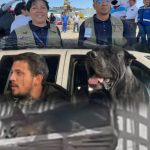 Esto dice Bienestar Animal de San Andrés sobre zorro en fraccionamiento y entrenador de «Sicario»