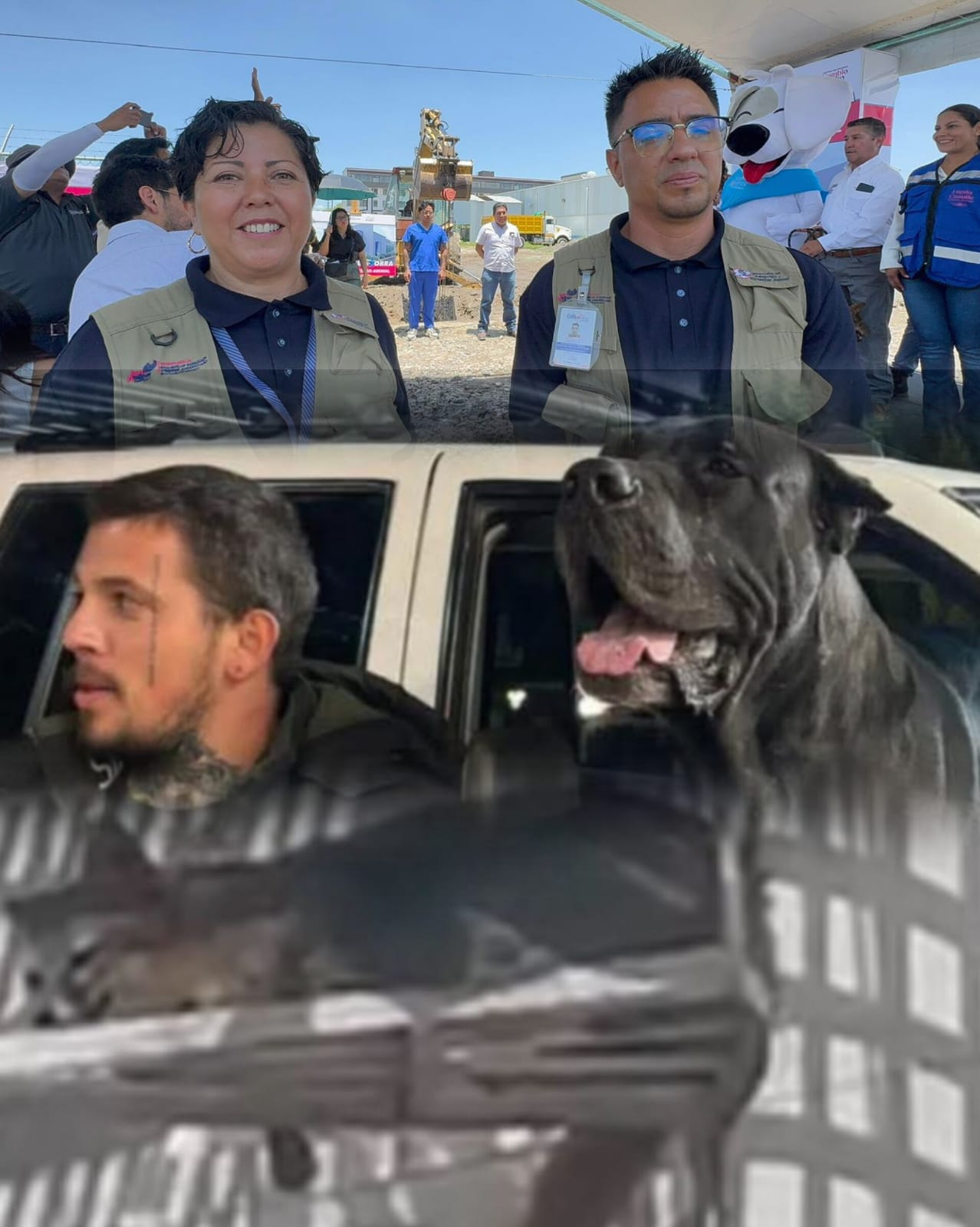 Esto dice Bienestar Animal de San Andrés sobre zorro en fraccionamiento y entrenador de «Sicario»