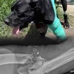 Lomito «Sicario» le salva la vida a su dueño, el entrenador canino de Cholula, Emiliano Hegner