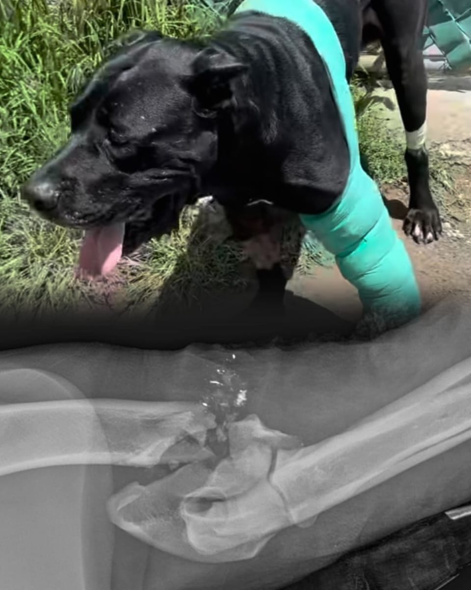 Lomito «Sicario» le salva la vida a su dueño, el entrenador canino de Cholula, Emiliano Hegner