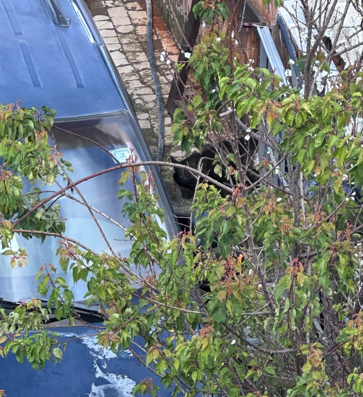 Piden ayuda para Husky encadenado en barrio de Santiago Mixquitla